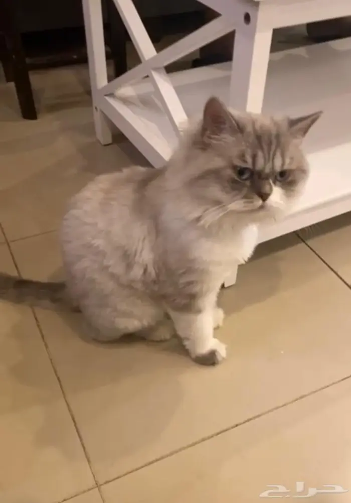 قطه جميله وحنونه جدا 1