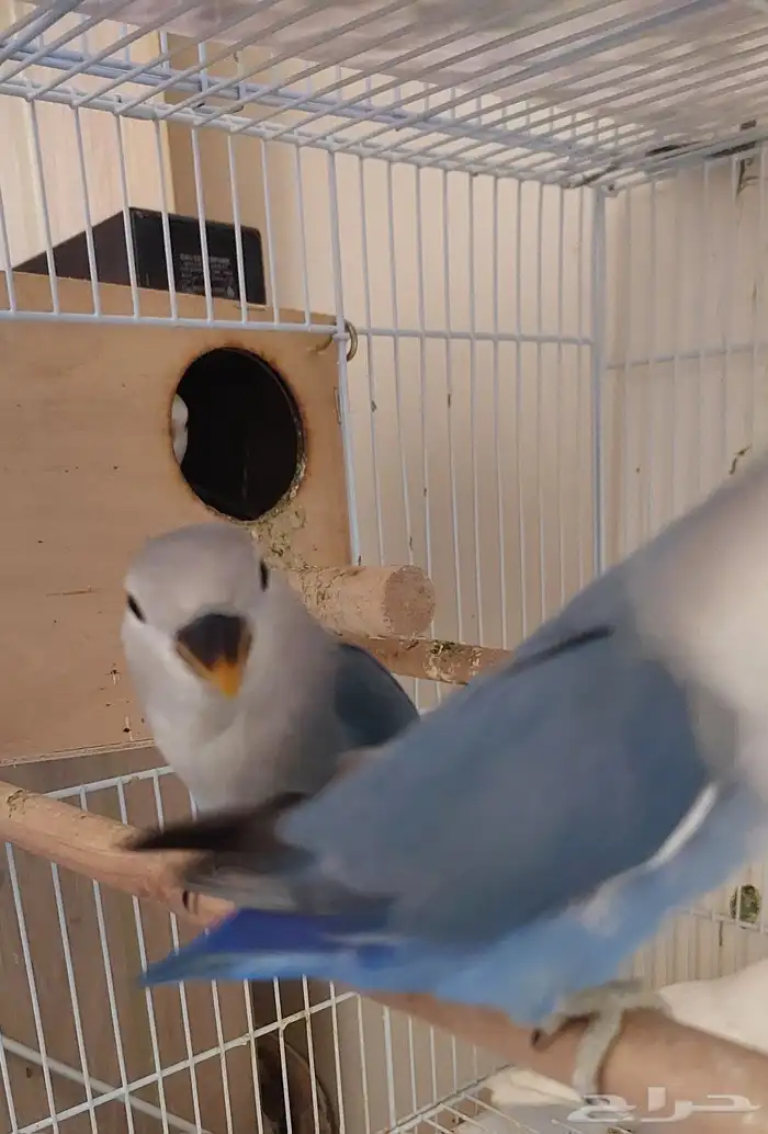 روز (تم البيع ) 1