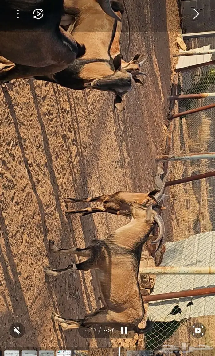 فحول مهجنه للبيع 0