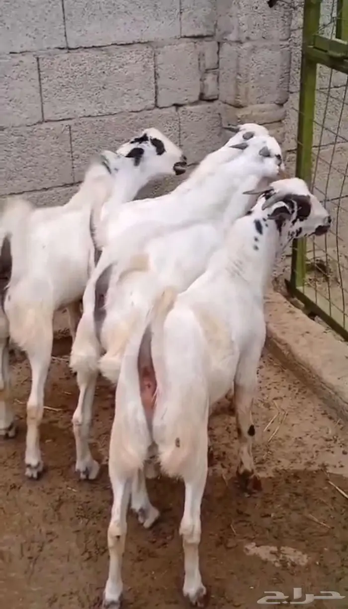 تم البيع تيوس بيشية 0