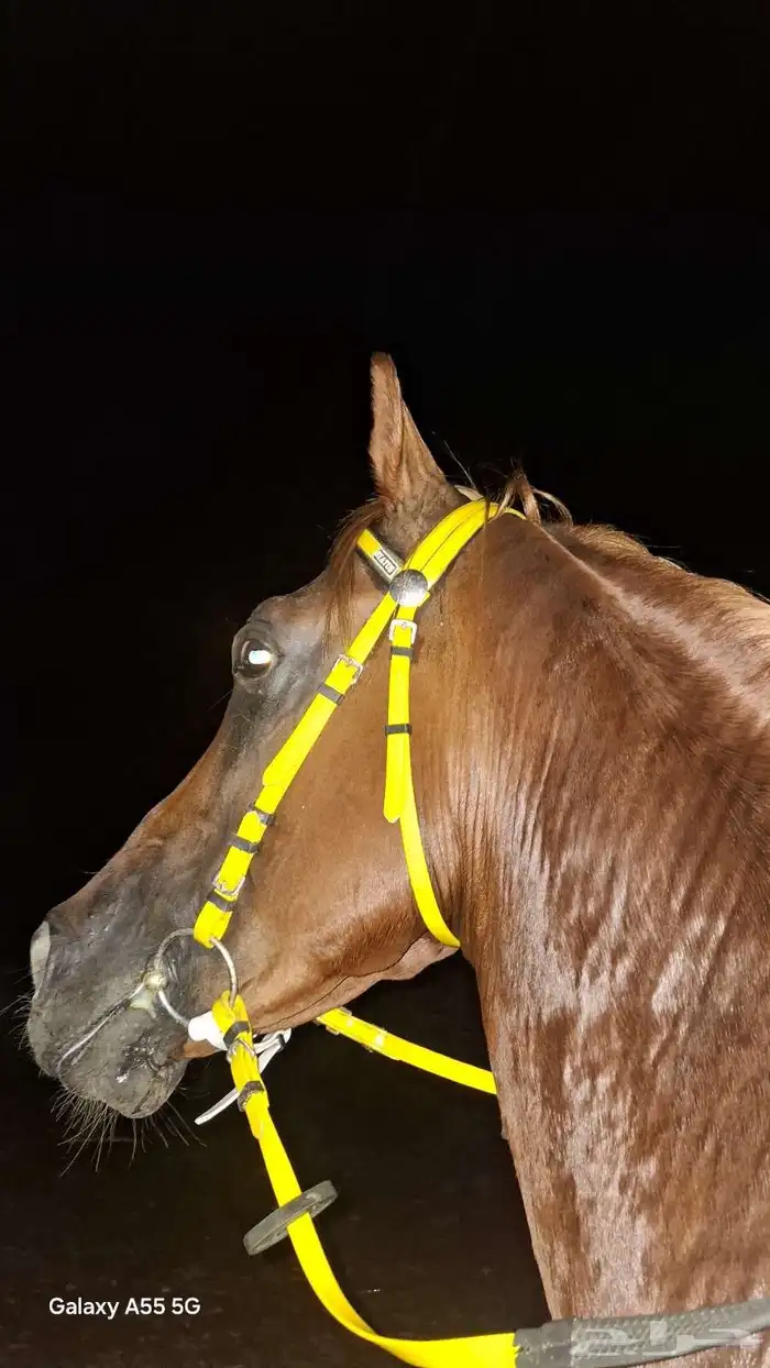 حصان جزيري شعبي 1