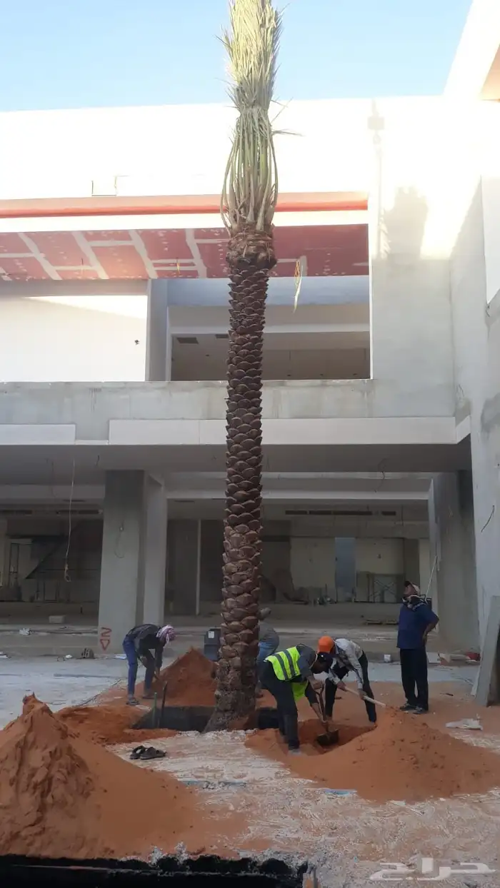 الزلفي 6