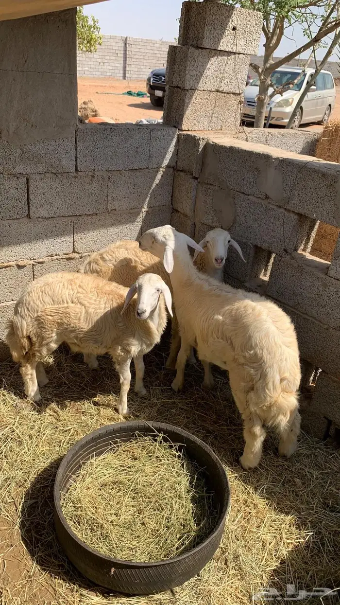طليان حريه 1