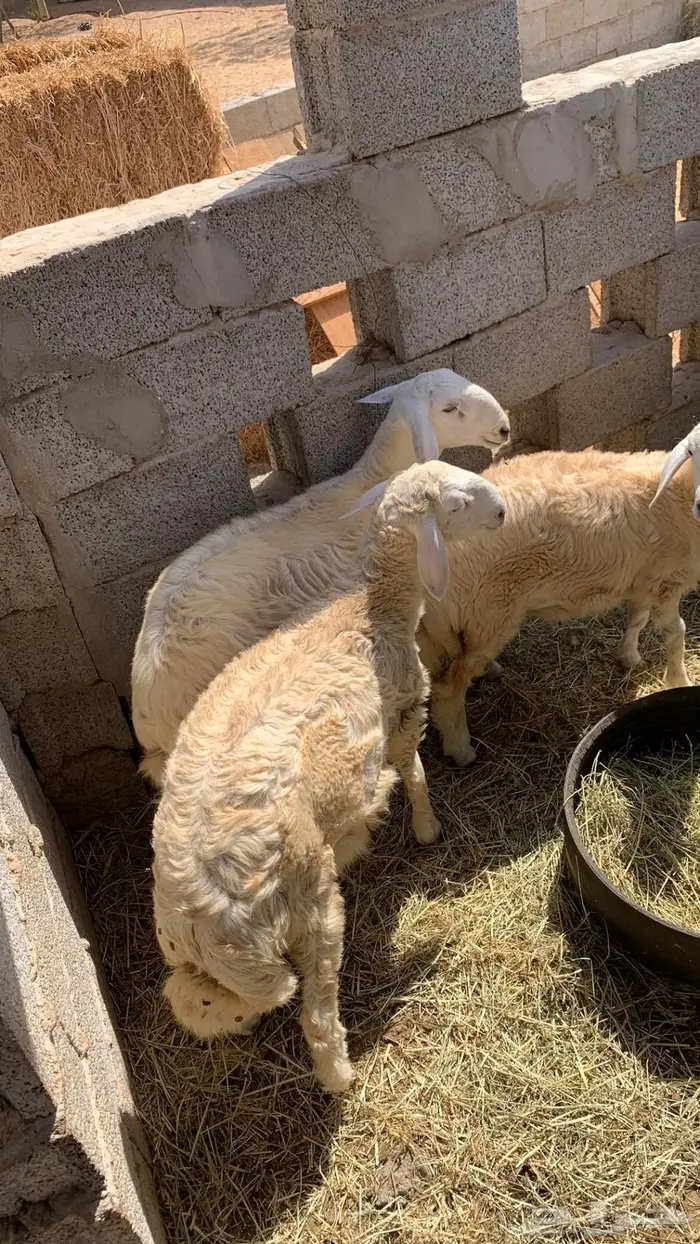 طليان حريه 2