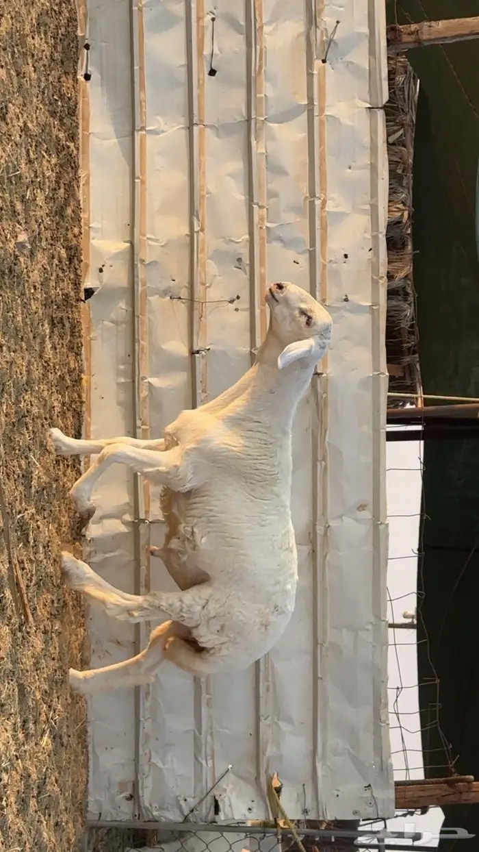 خرفان حريات مشاريع فحول مطوره 0