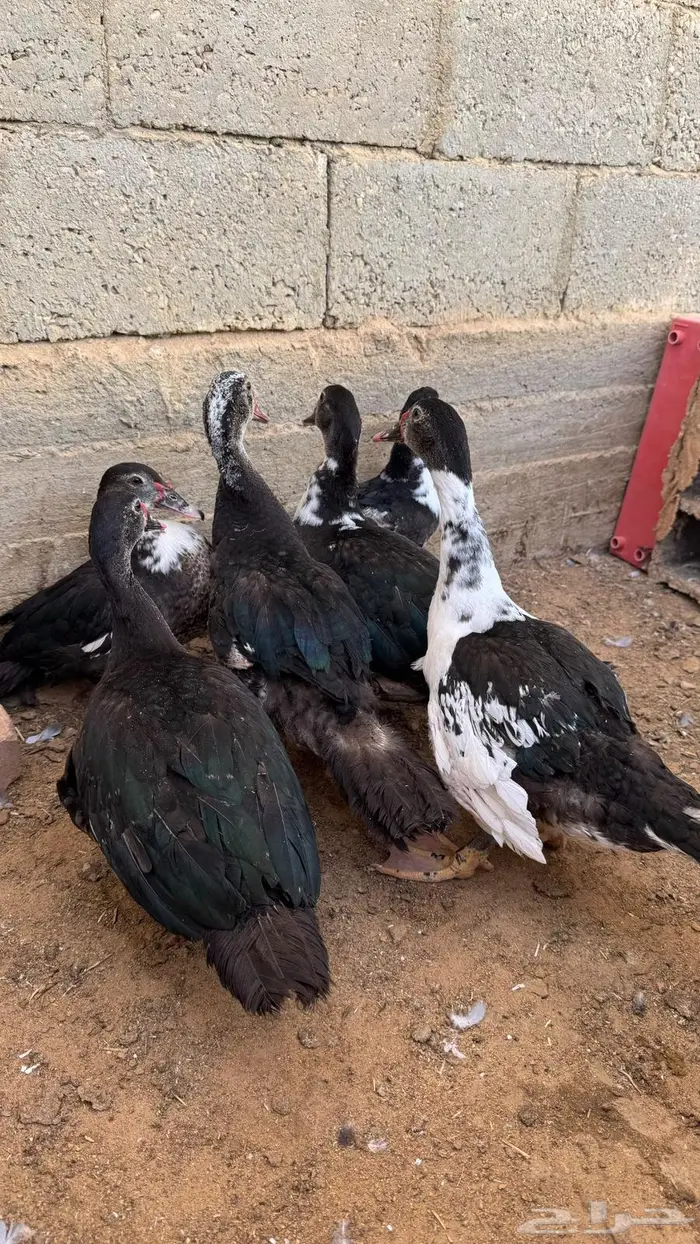 بط مصري تم البيع 0