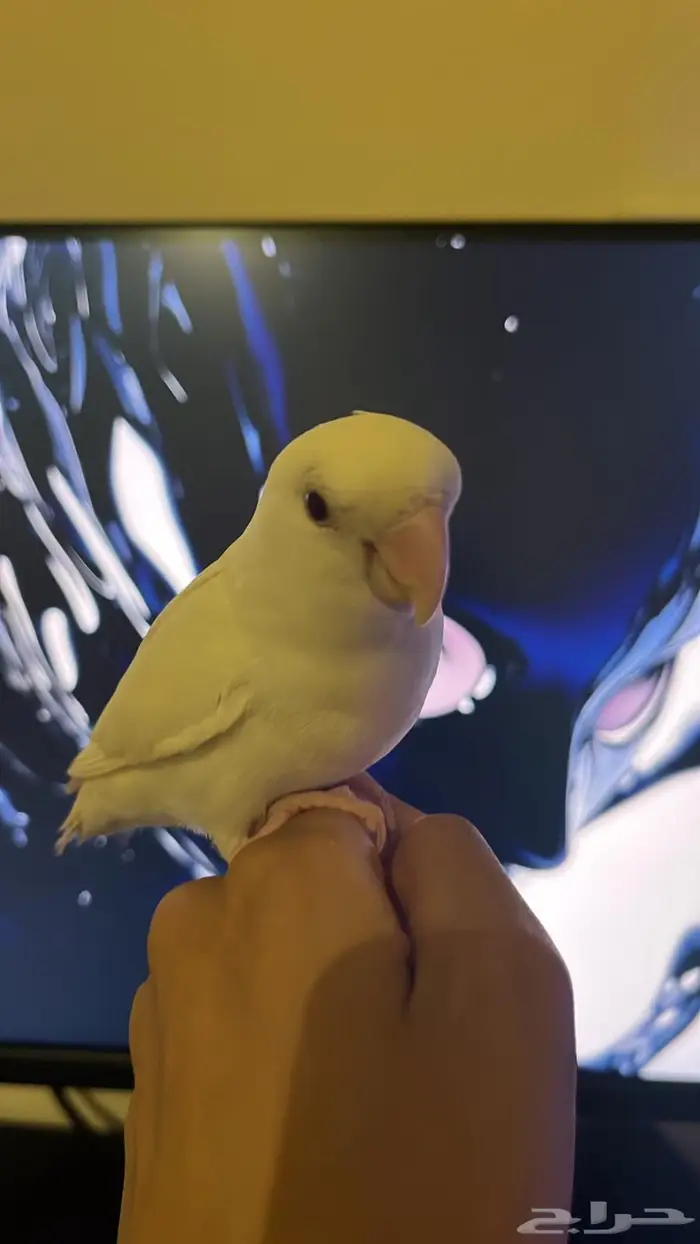 ببغاء روز البينو 1