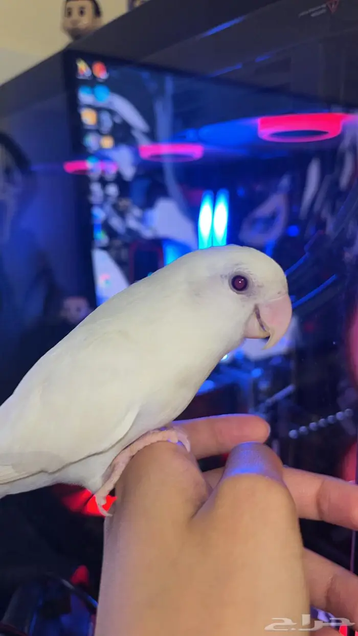 ببغاء روز البينو 2