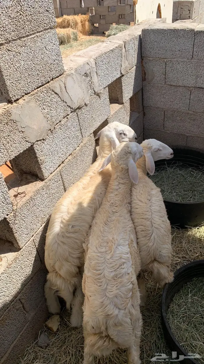 طليان حريه 3