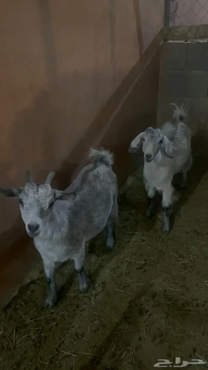 معزة وبنتها قزمية 0