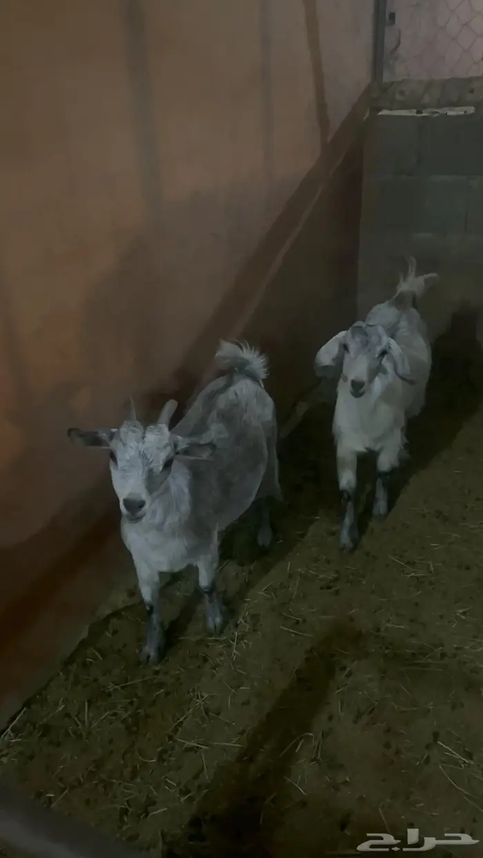 معزة وبنتها قزمية 1