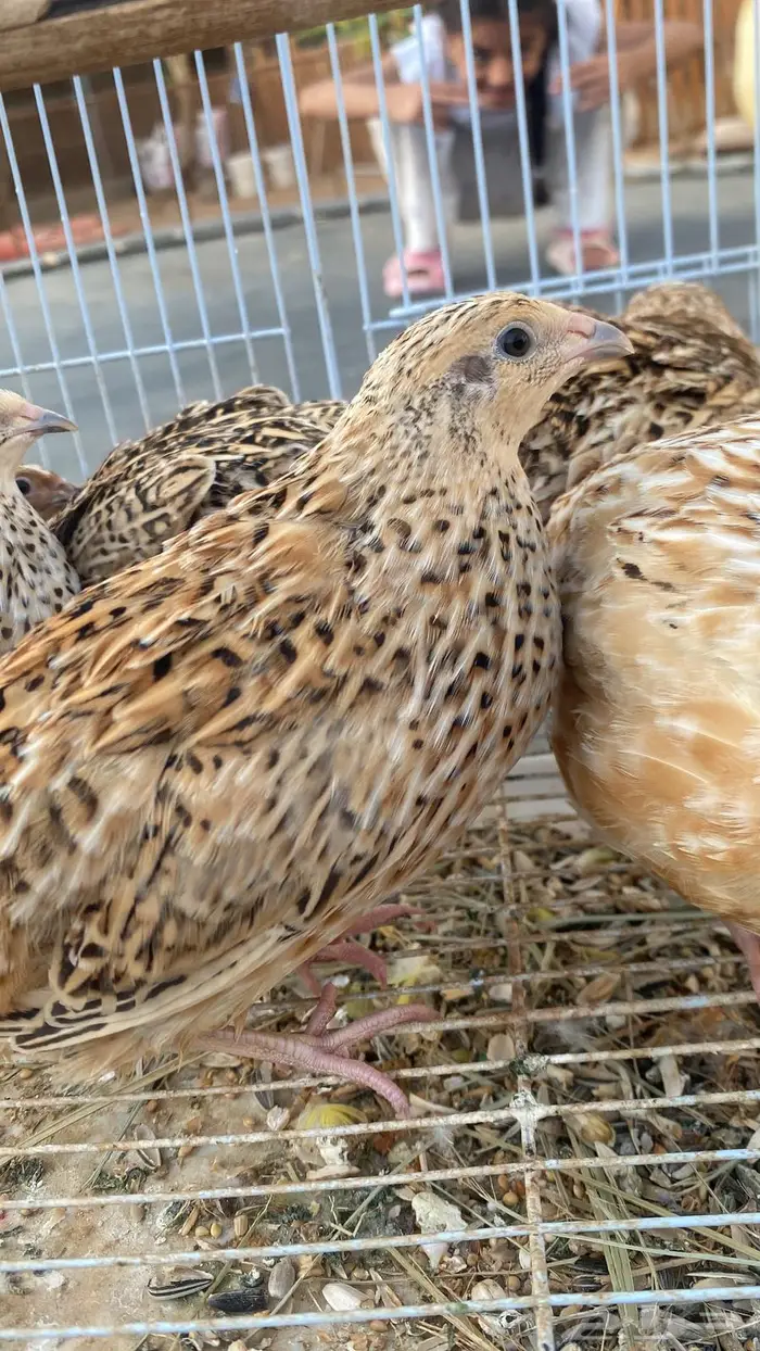 سمان كريمي 0