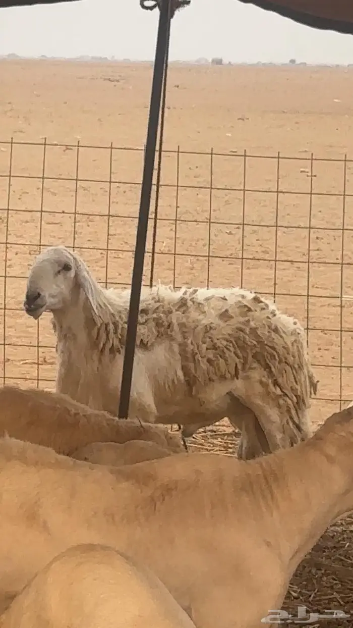 طلي فحل صنف مشروط السن رباع توه مكسر سدس 0