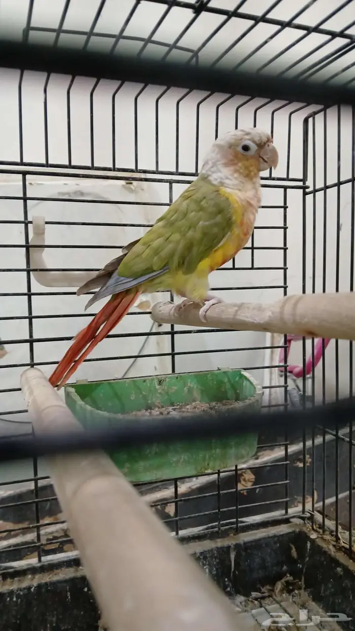 كنيور للبيع في تلرياض 10