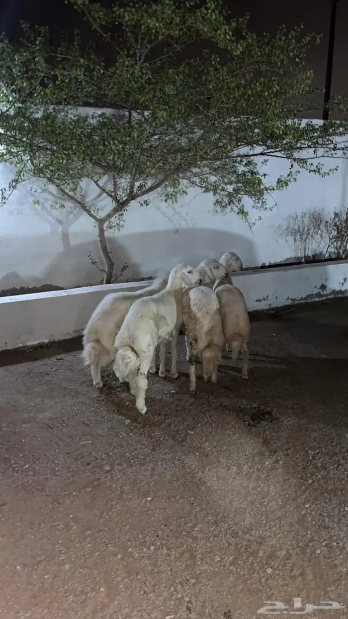 طليان حريه جبر 0