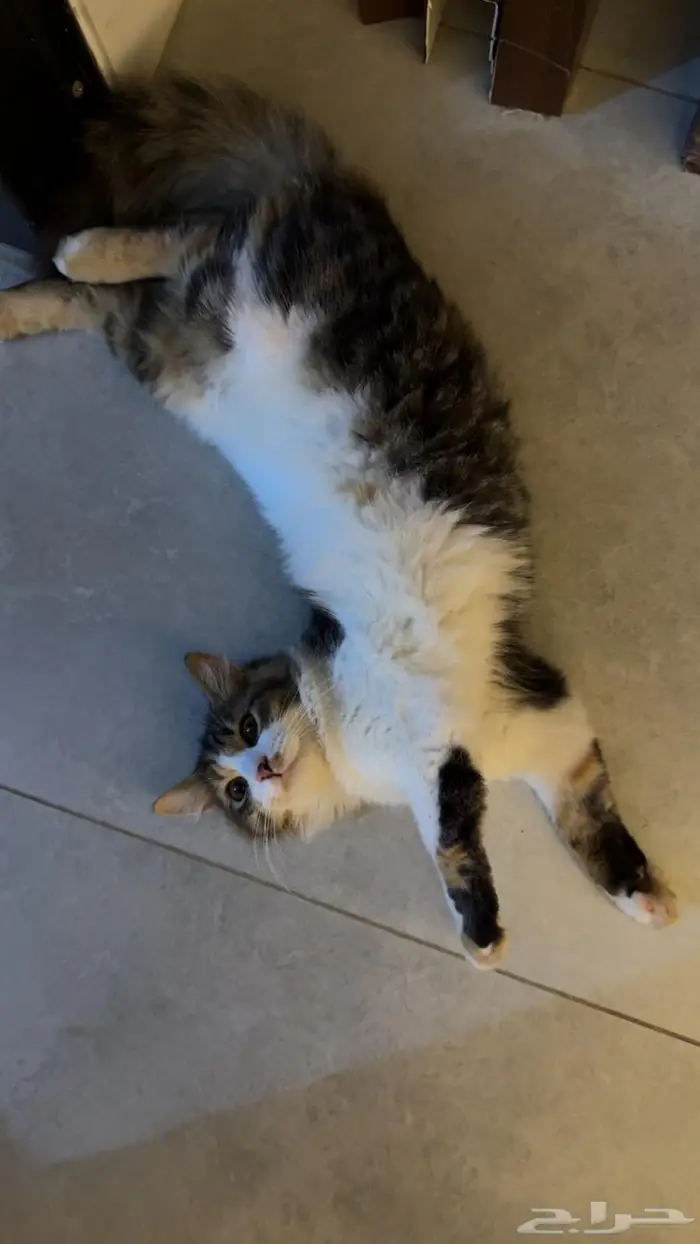 قطه للتبني 0