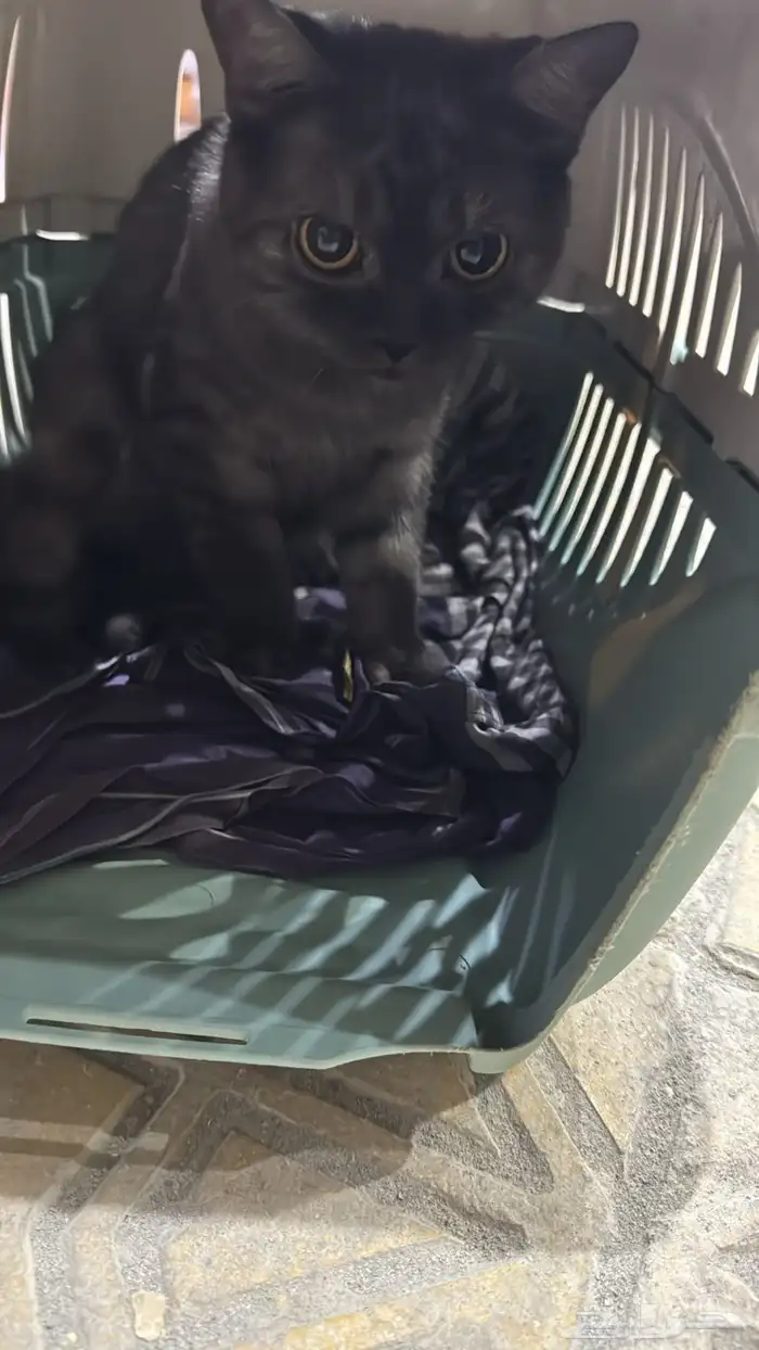 لعشاق القطط قطه اليفه فصيله نادره 0