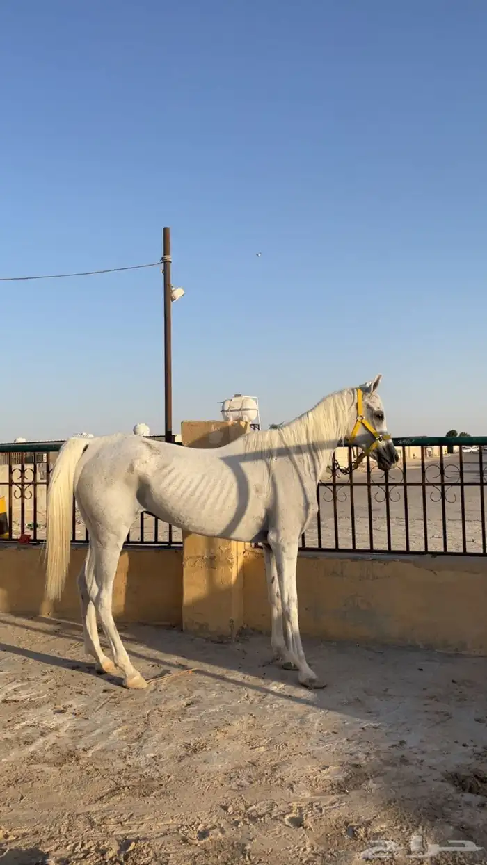 فرس واهو للبيع 1