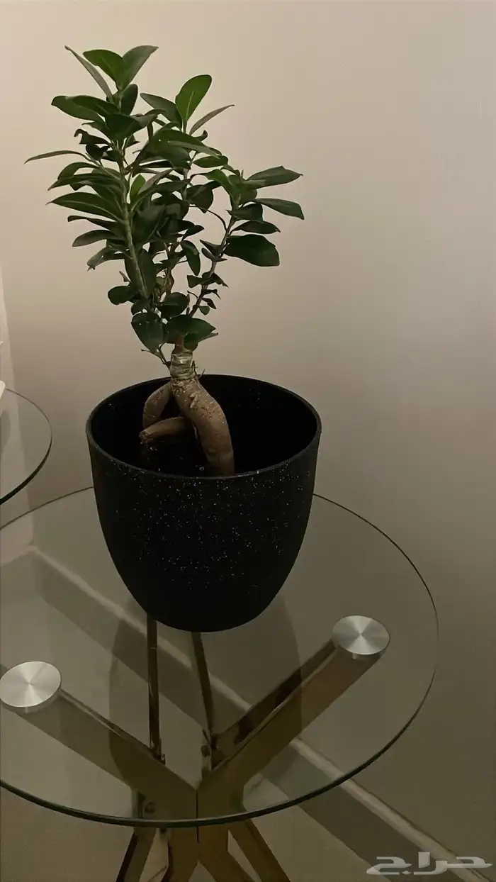 نباتات داخلية منزلية 2