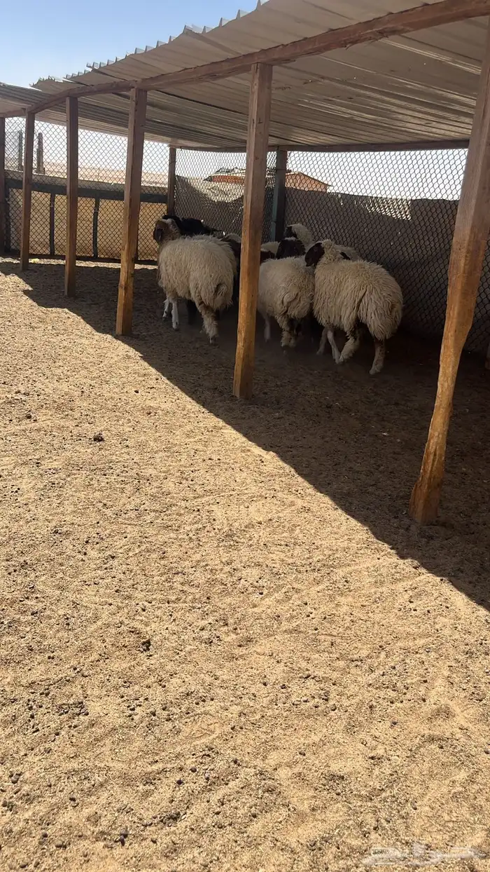 رخال نعيم جذعات طيبة ونظيفة جدا 0