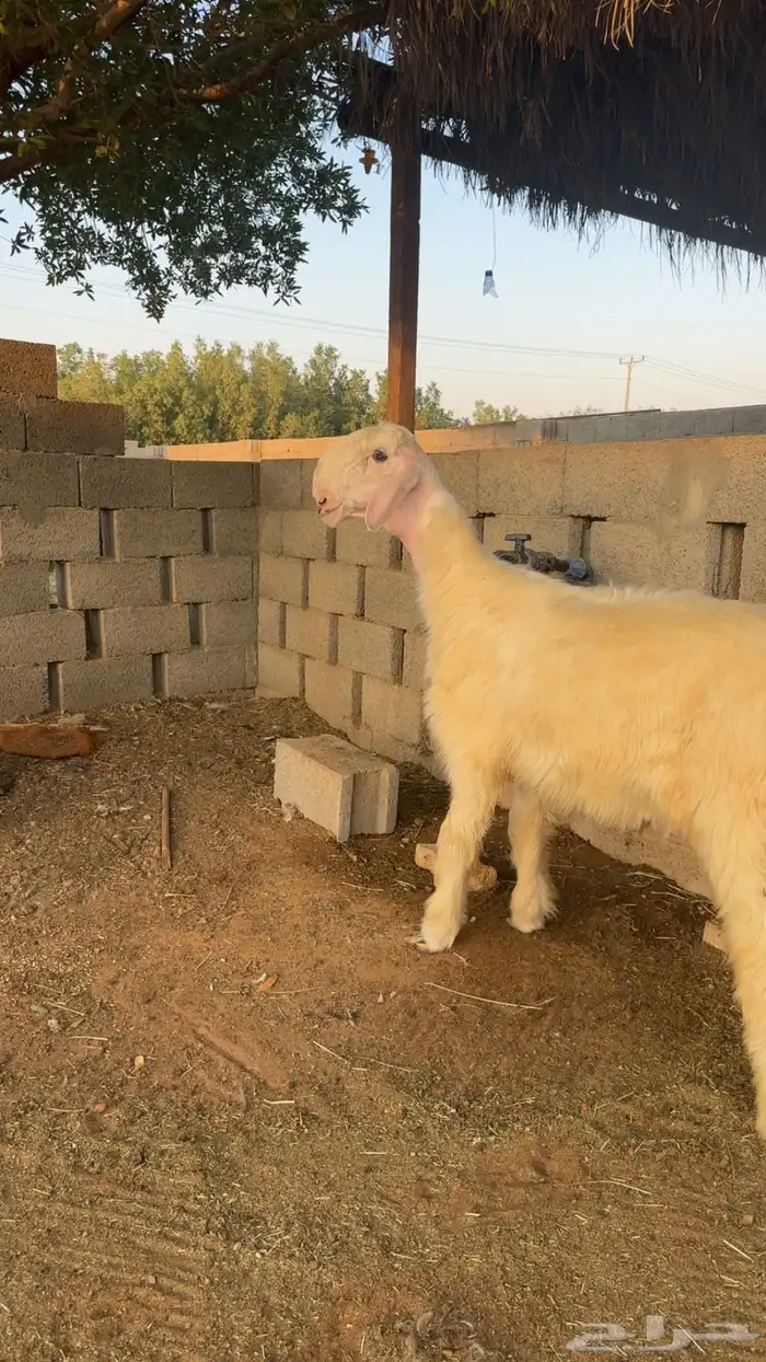 نجدي 3