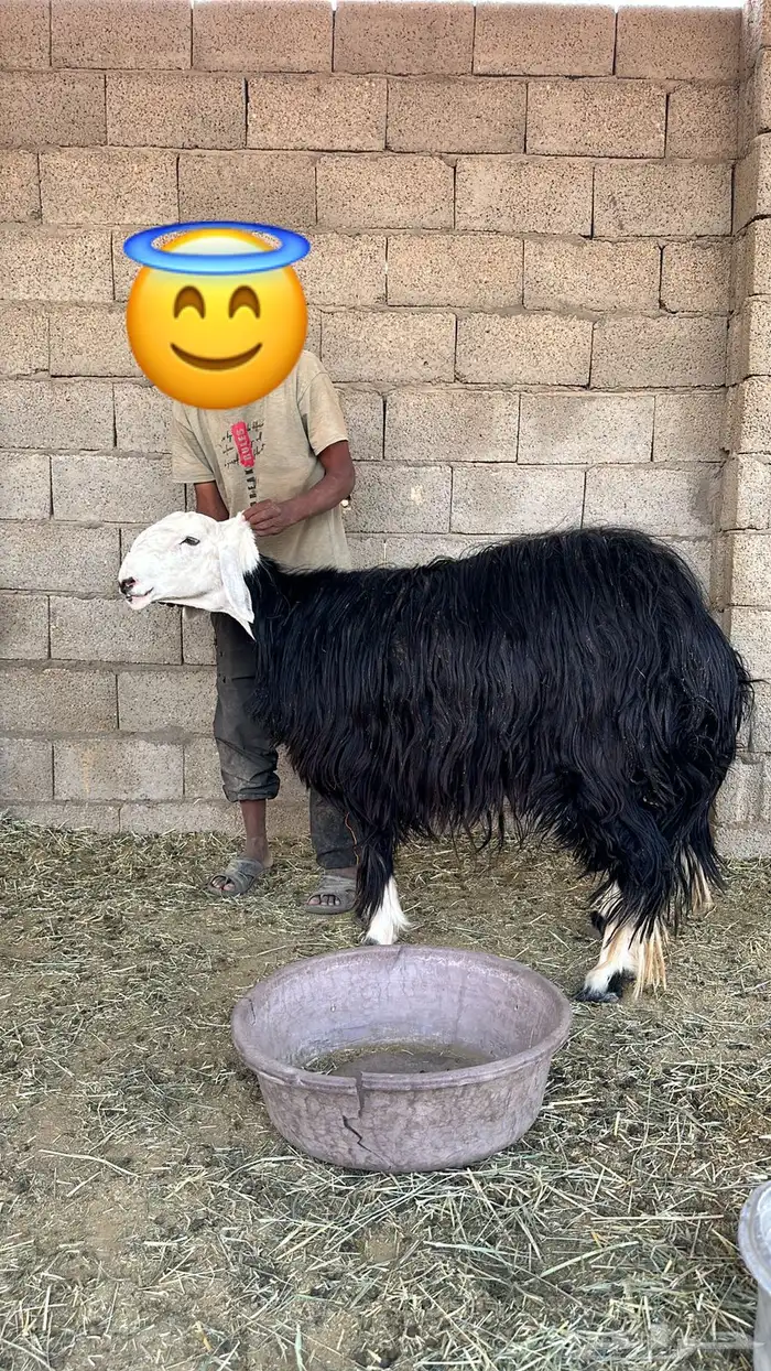 نجد عرضين 2