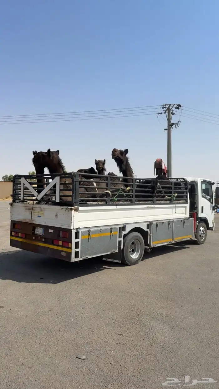 دنة أبل يوجد سبت مبطنه 0