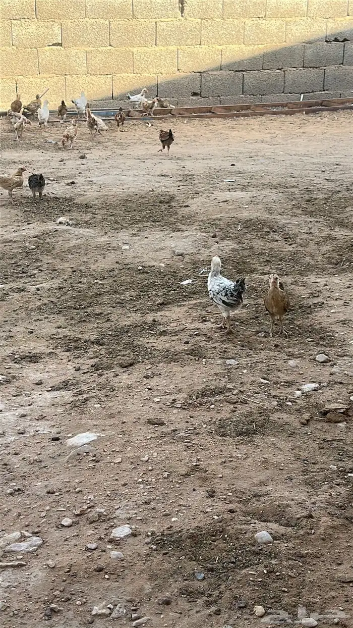 صوص بلدي 4