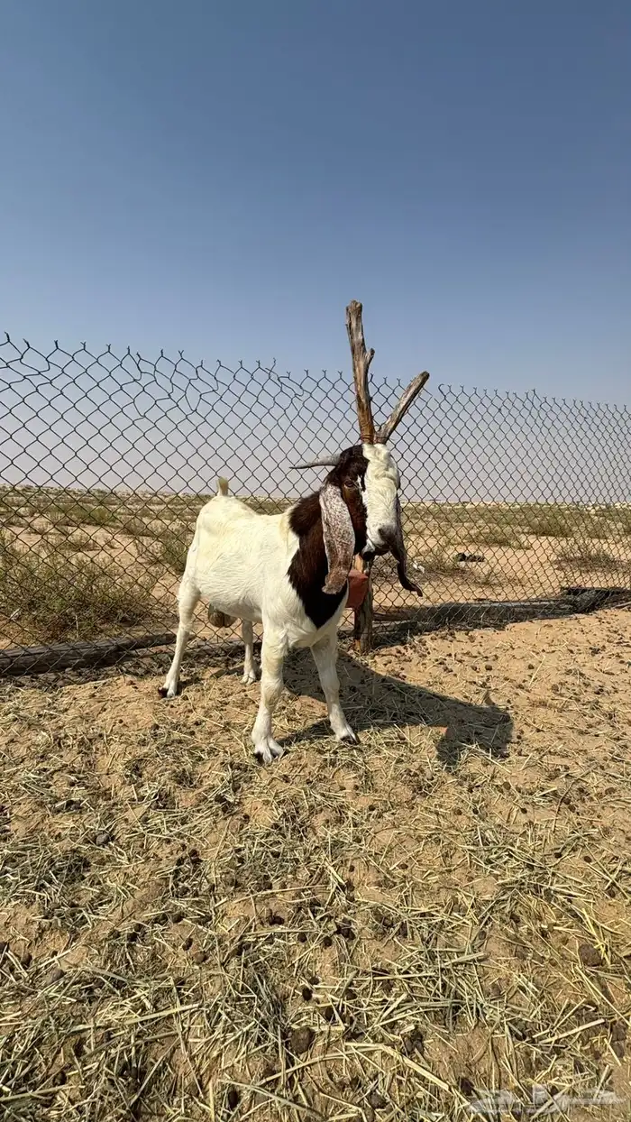 تيس هجين الاب بورقت الام عارضيه 3