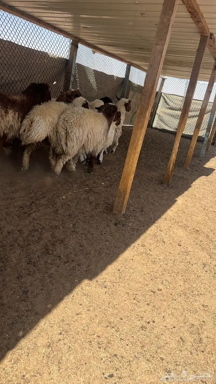 رخال نعيم جذعات طيبة ونظيفة جدا 1
