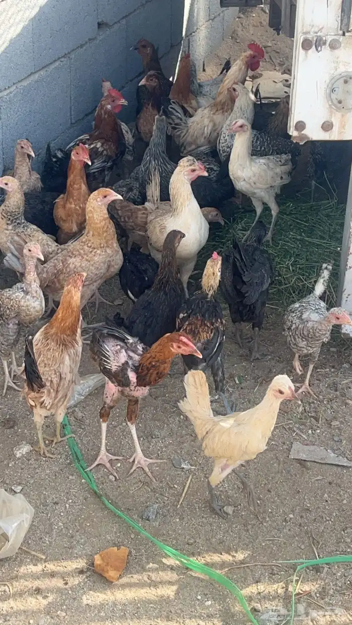 دجاج و أرنب للبيع 3