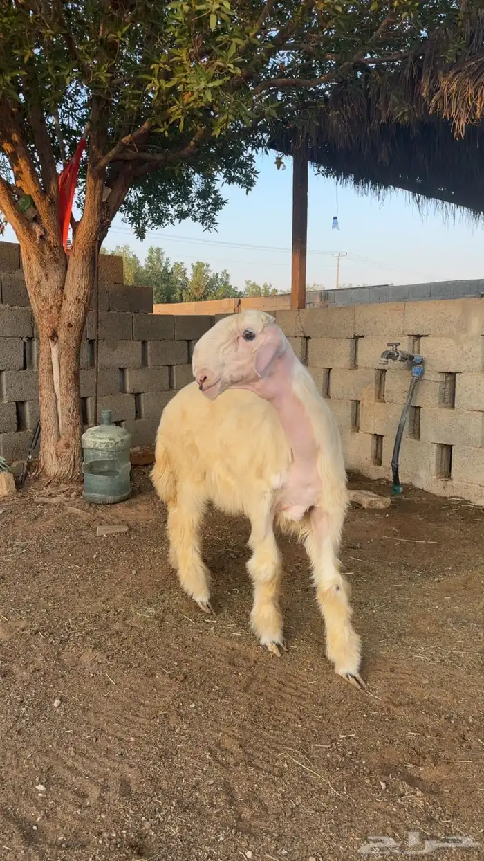 نجدي 4