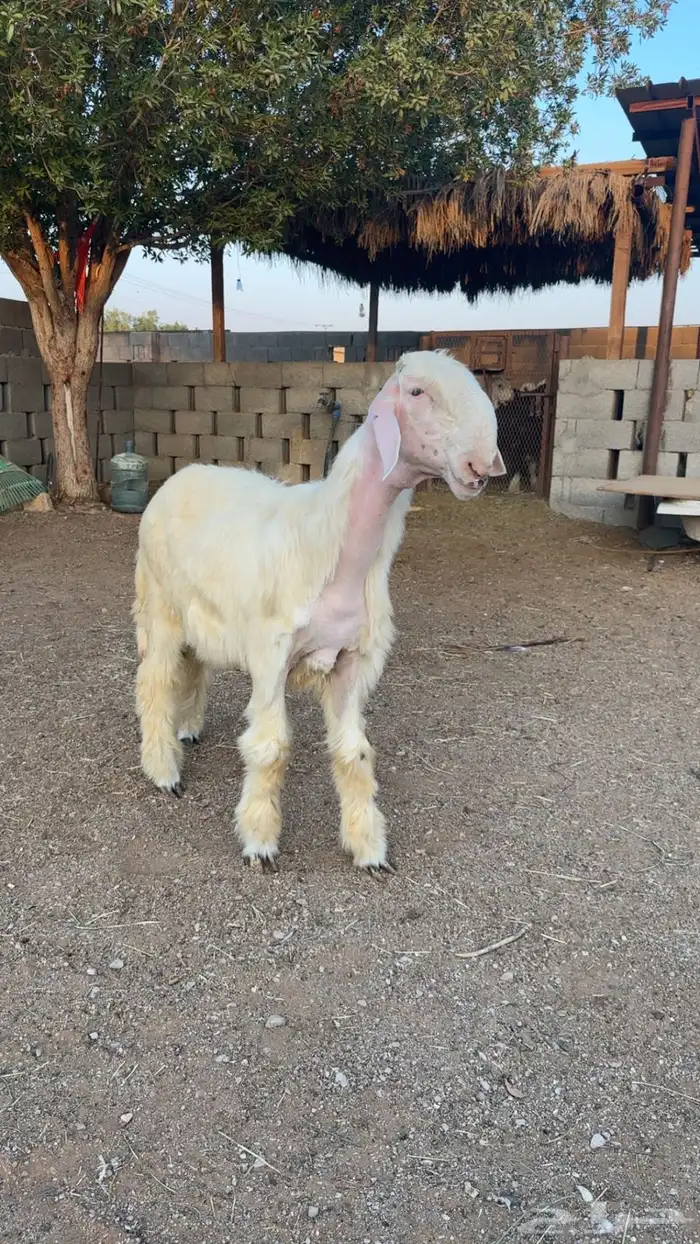 نجدي 2