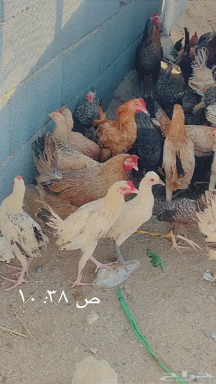 دجاج و أرنب للبيع 0
