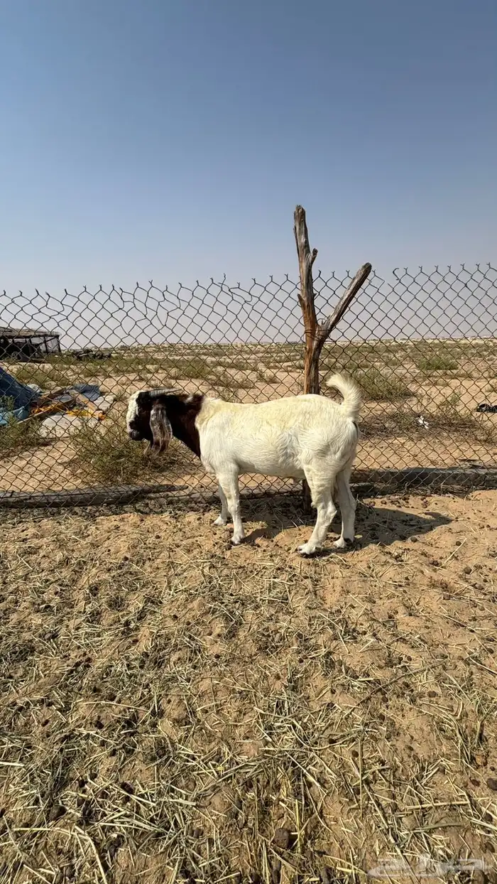 تيس هجين الاب بورقت الام عارضيه 0