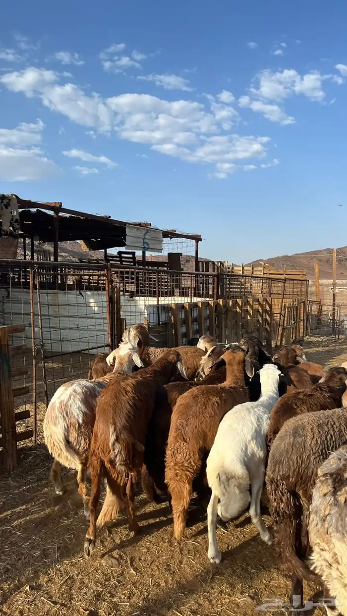 طليان سواكن مرابي جذعان( لأهل الزوجات والمناسبات والثلاجات) 9