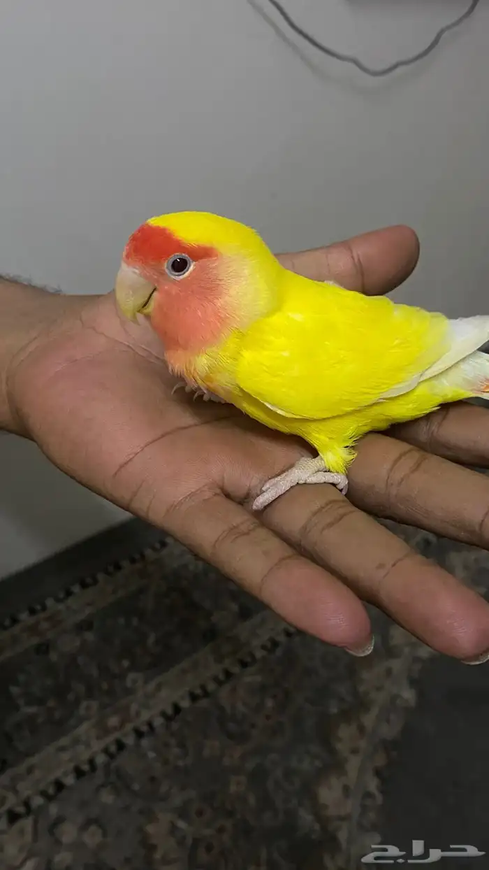 روز للبيع أليف 1