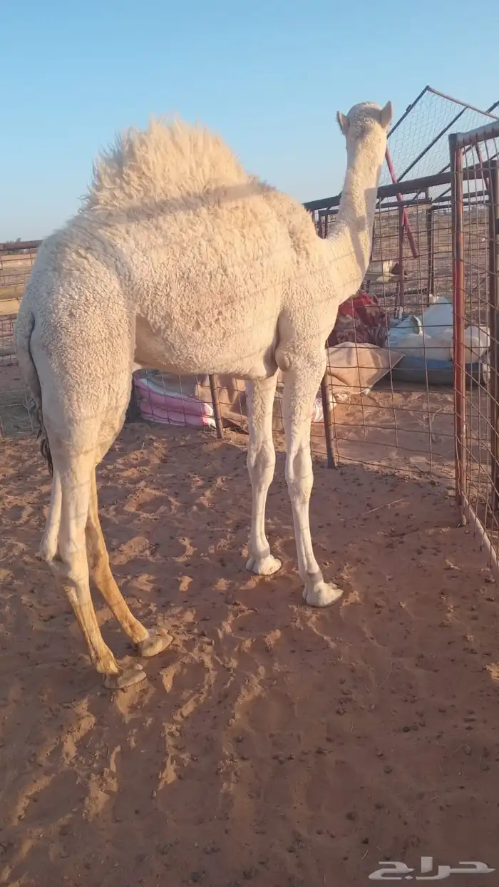 قعود قصب 0