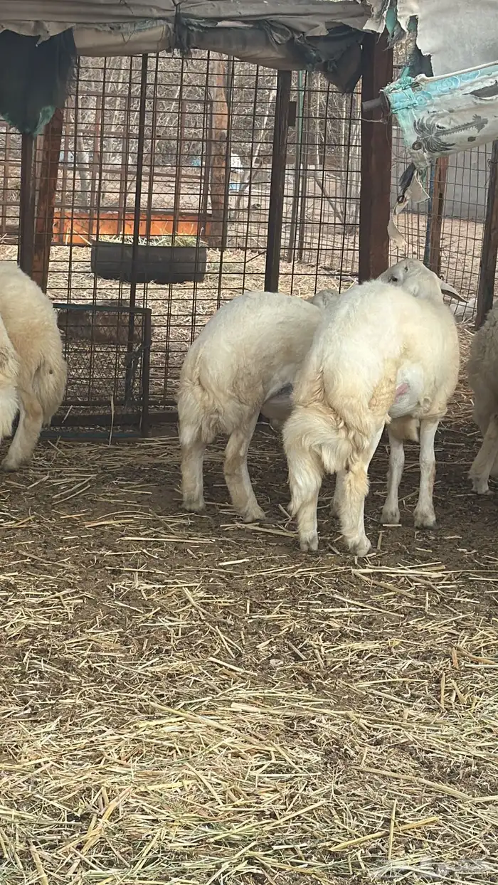 خرفان تيوس فى ذهبان شمال جدة يوجد توصيل 0