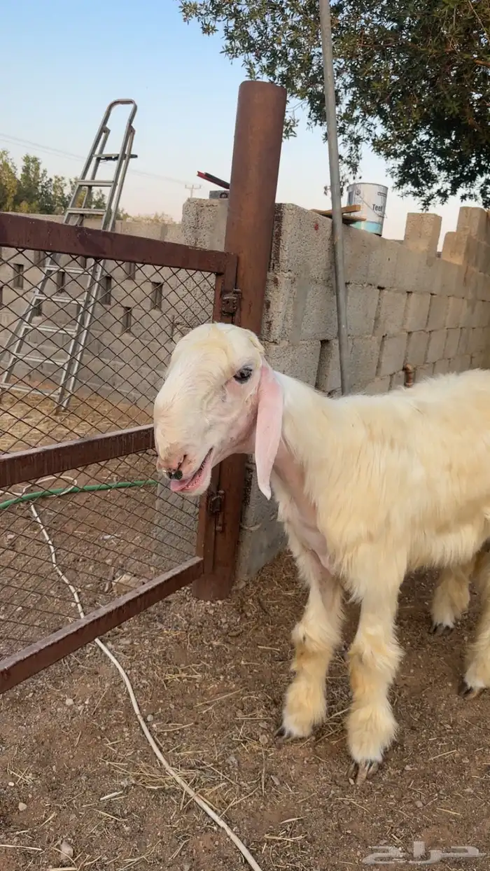 نجدي 1