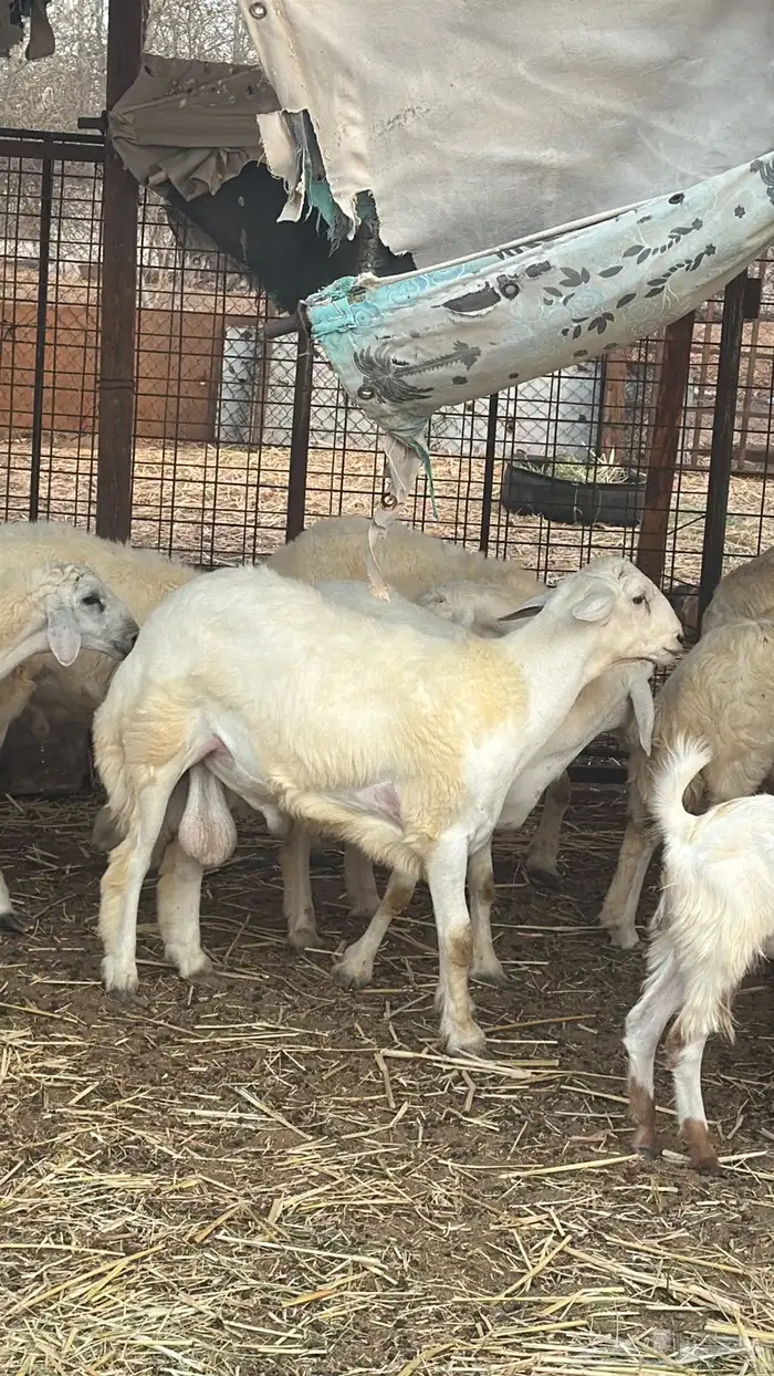 خرفان تيوس فى ذهبان شمال جدة يوجد توصيل 1