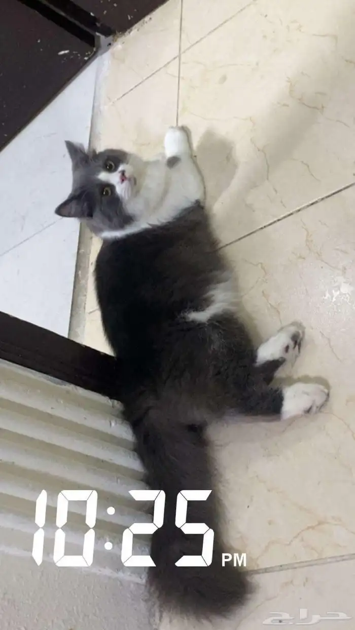 قط للتبني 1