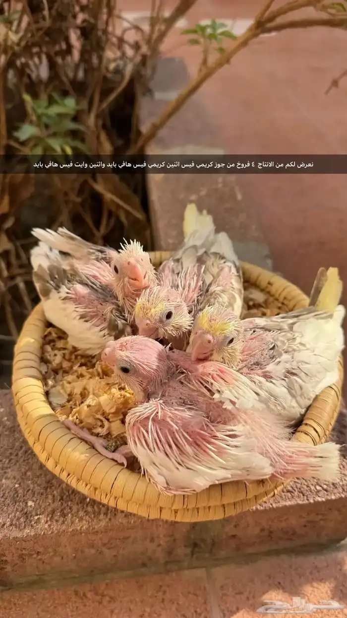 كروان عشاق الطفرات والغر مجموعة حلوة 0