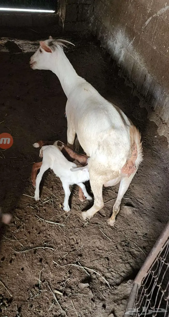 عنز معها اثنين 1