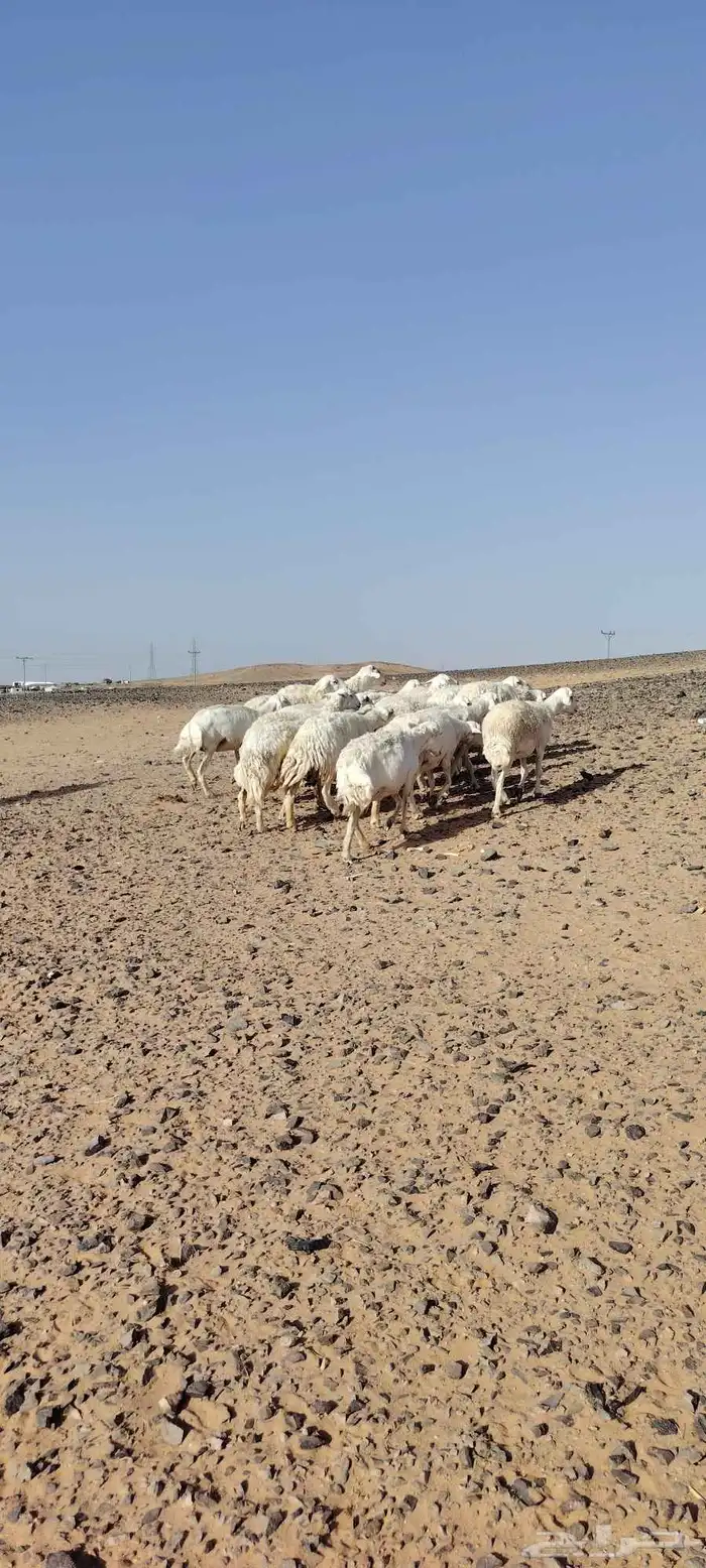 غنم حريه حرش طيبه 23 راس بالفحل رباع دفيع وضراب 8