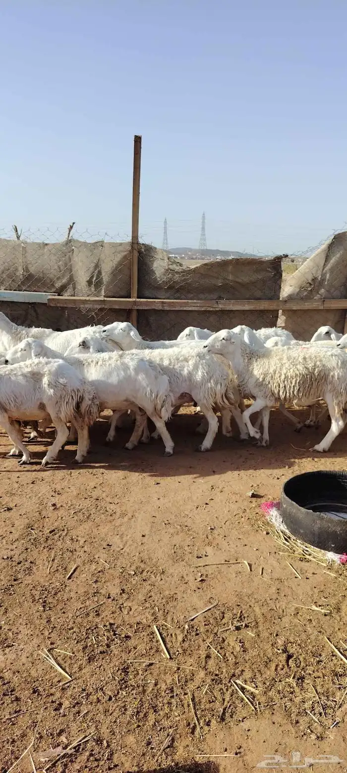 غنم حريه حرش طيبه 23 راس بالفحل رباع دفيع وضراب 4