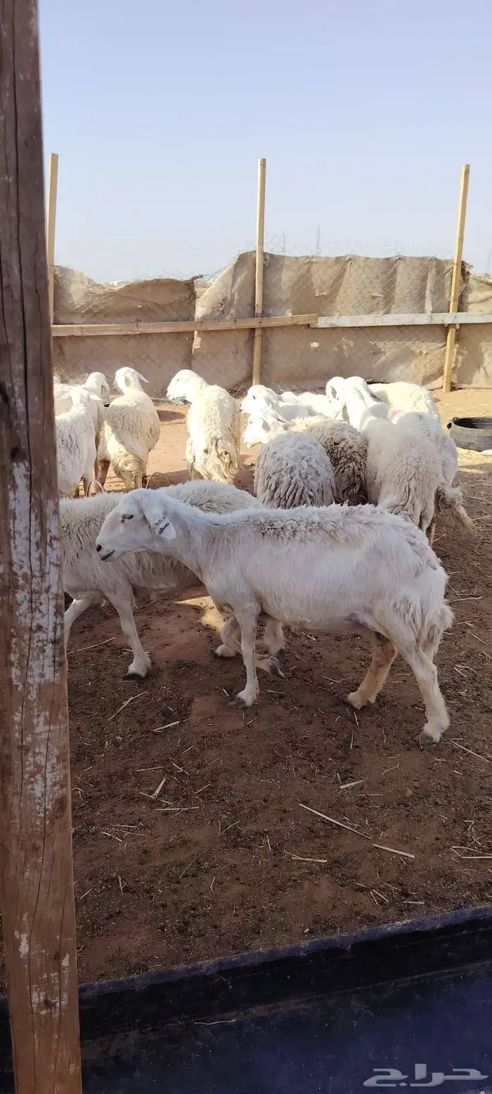 غنم حريه حرش طيبه 23 راس بالفحل رباع دفيع وضراب 6