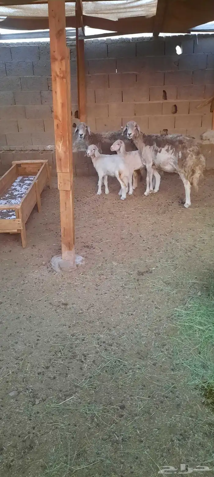يوجد لدينا جميع انواع الاعلاف 5