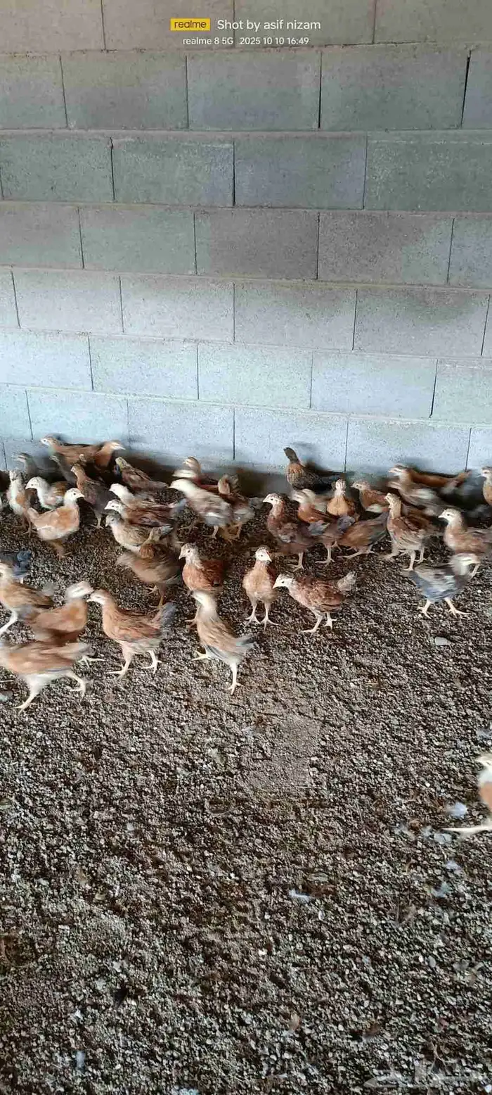 90 فرخ دجاج فرنسي العمر تقريبا شهرين 2