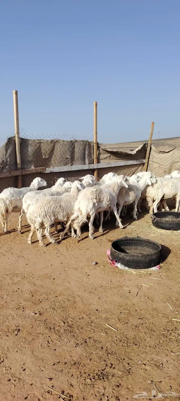 غنم حريه حرش طيبه 23 راس بالفحل رباع دفيع وضراب 1